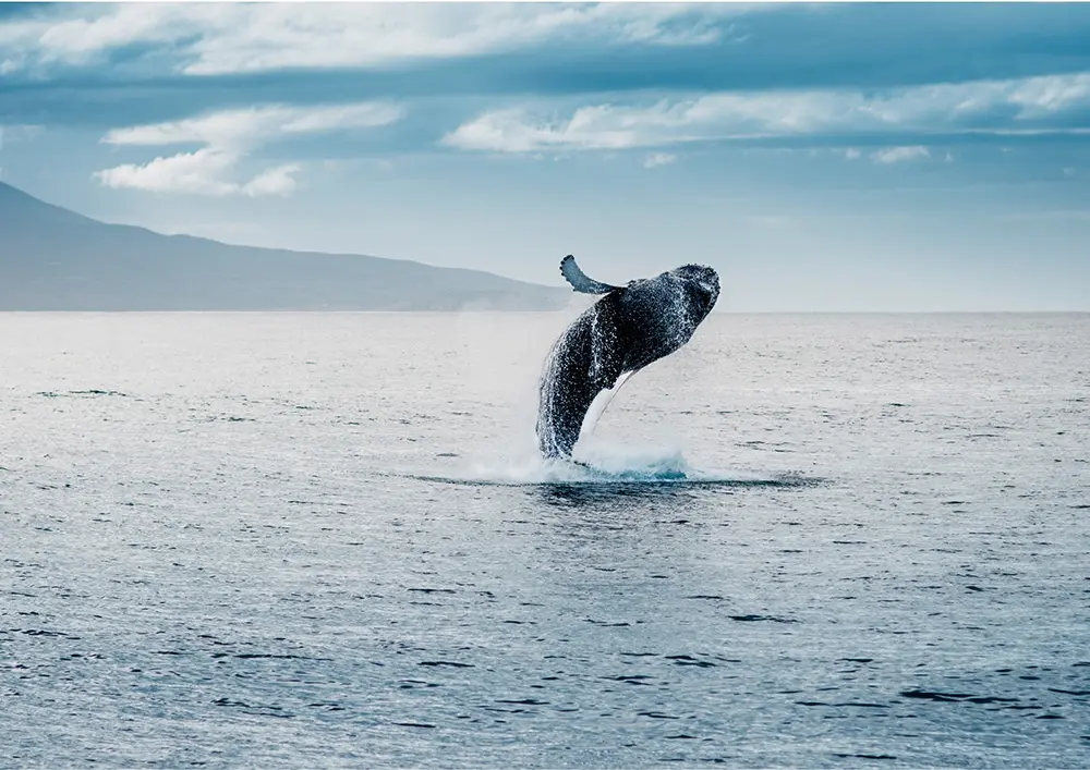 Rondreis Lofoten: spot walvissen en orka's
